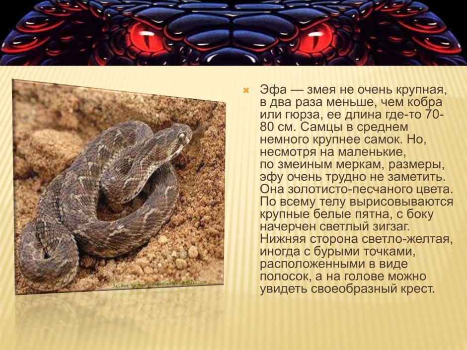 Гадюка Кобра Гюрза