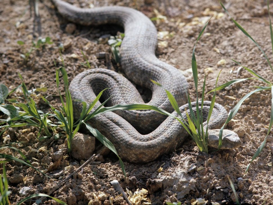 Гюрза Vipera lebetina