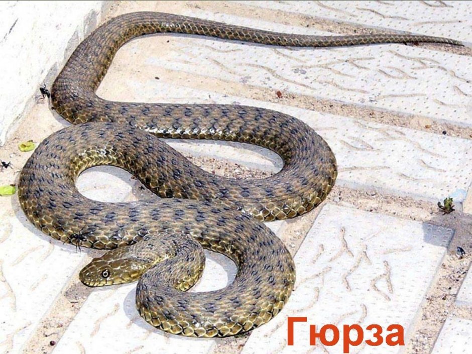 Ядовитая змея Гюрза
