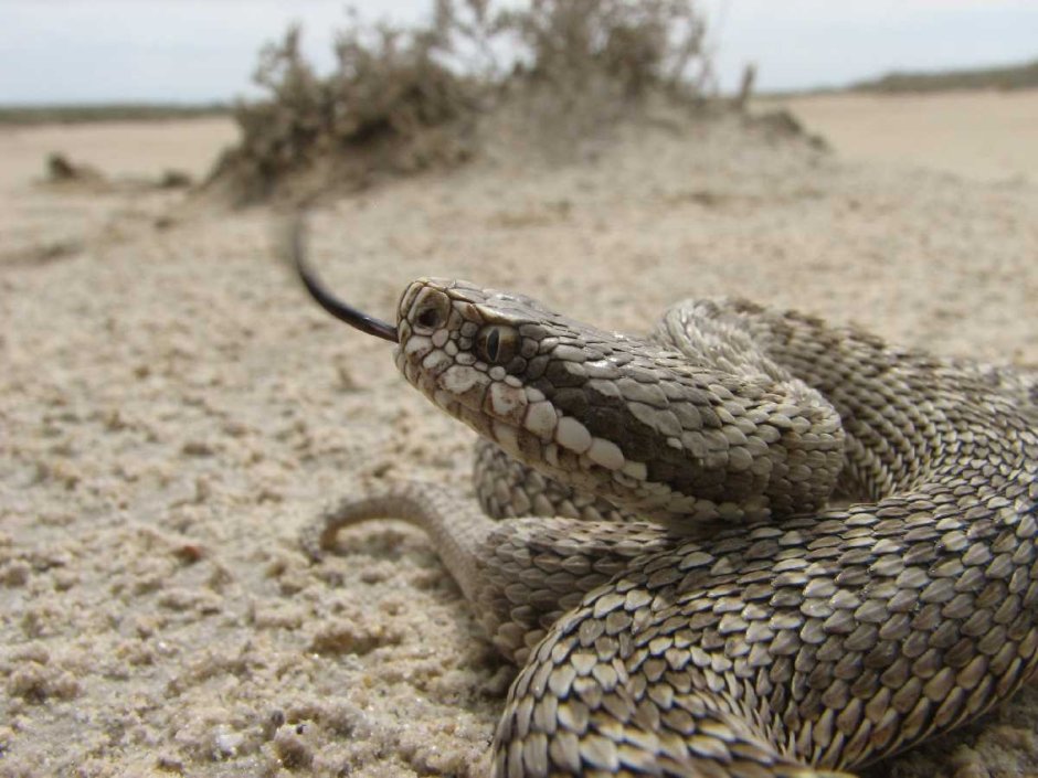 Гюрза Vipera lebetina