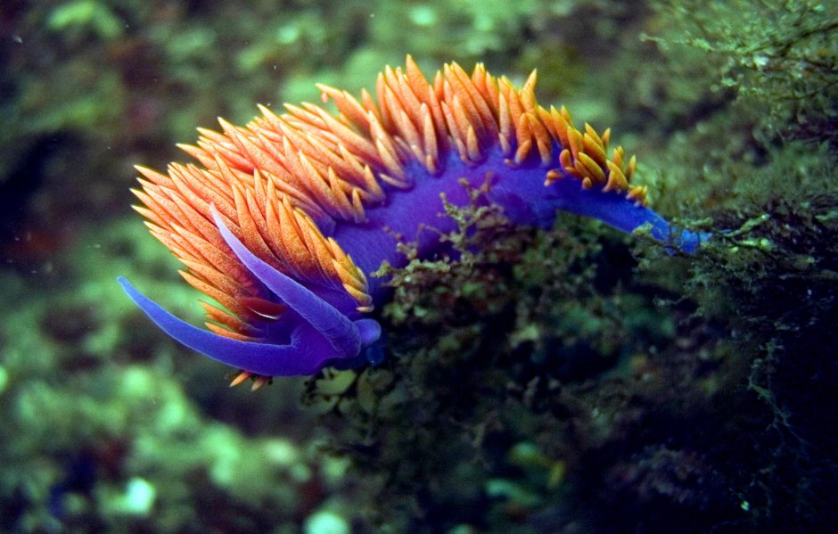 Голожаберные (Nudibranchia)