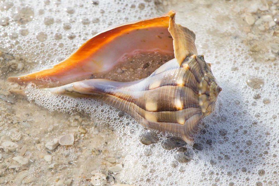 Seashells on the Seashore