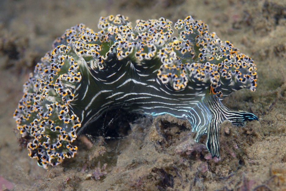 Nudibranch seaslug