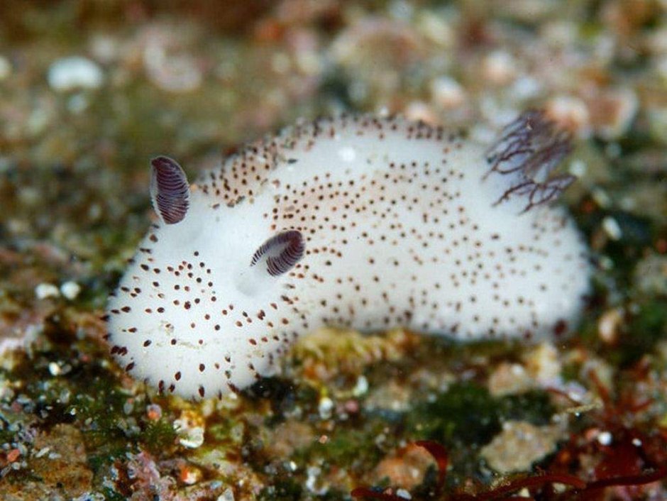 Jorunna Parva