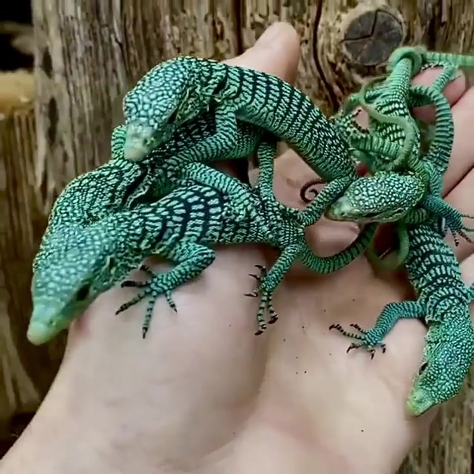 Зеленый древесный Варан (Varanus prasinus)