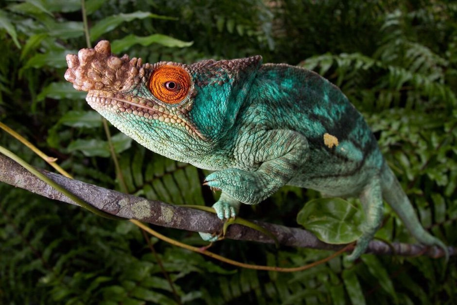 Calumma parsonii