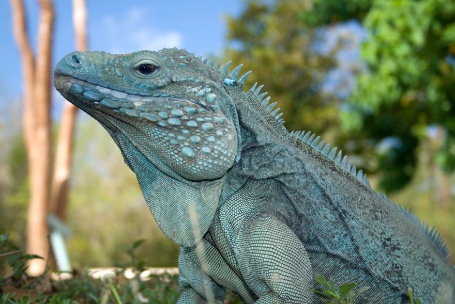Grand Cayman Blue Iguana