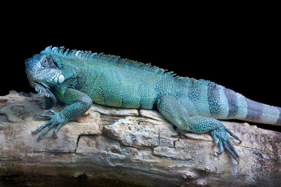 Вуыке Iguana