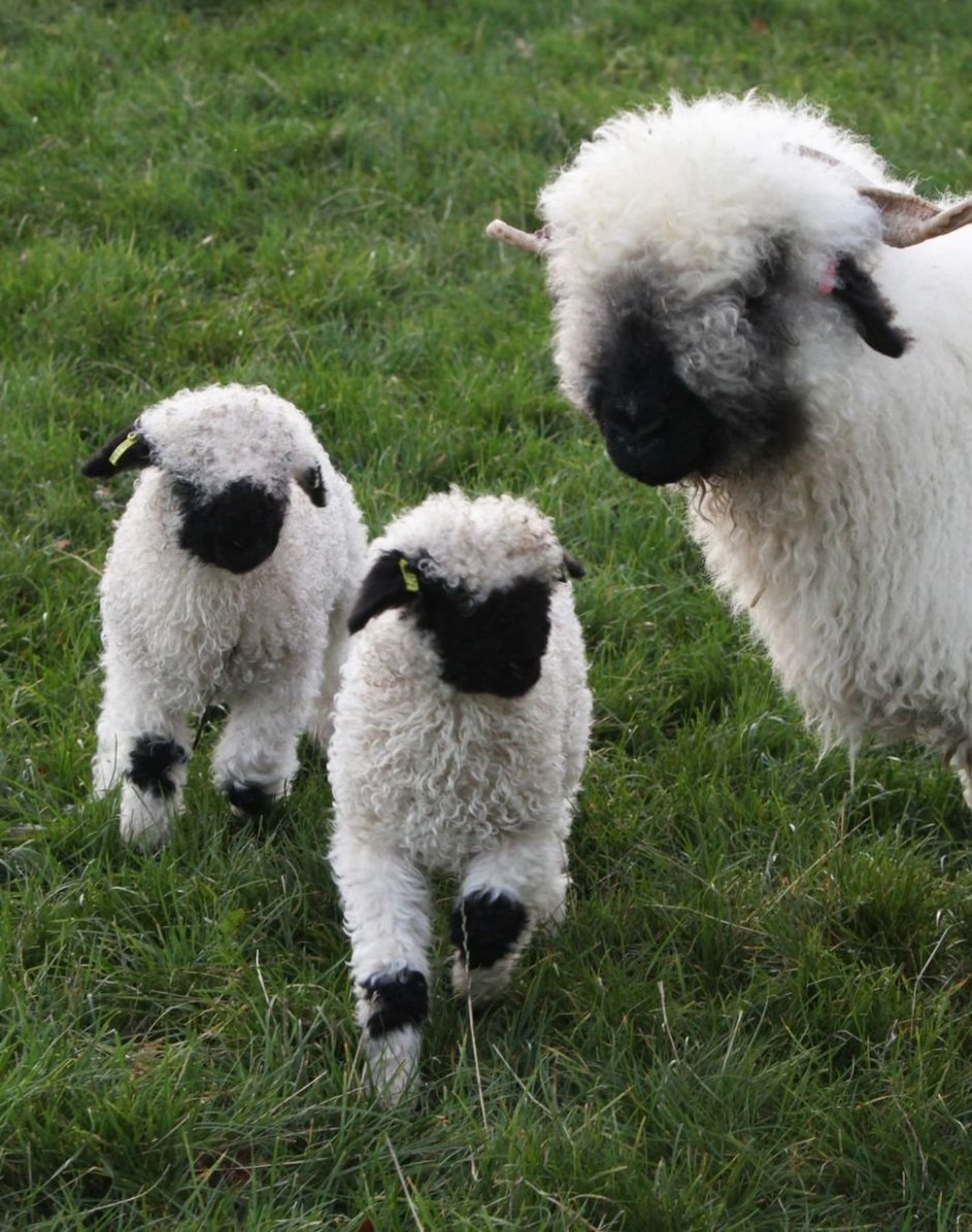 Valais Blacknose