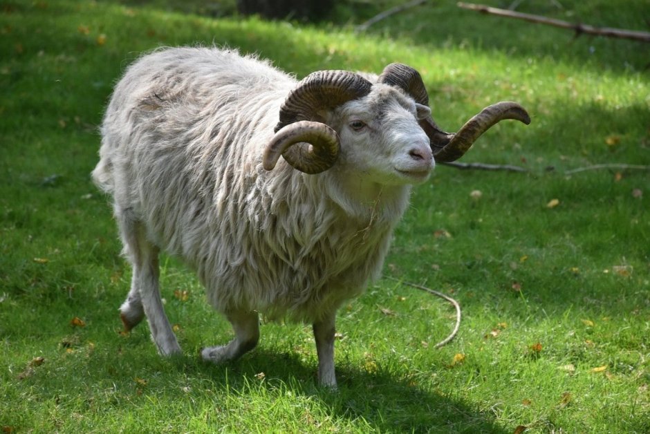 Ram баран