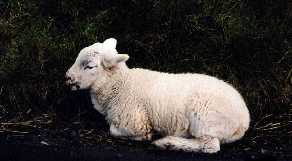 Lamb Zafrani Seekh
