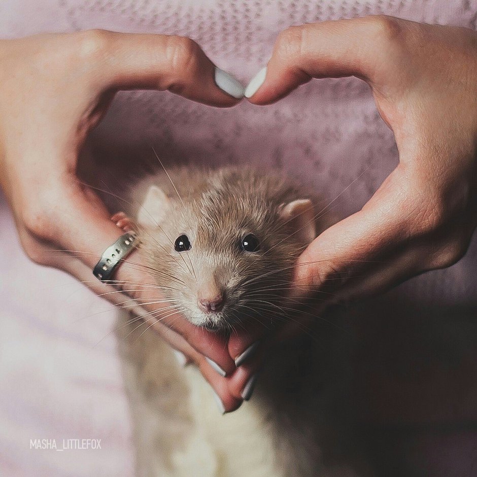 Рука на мышке