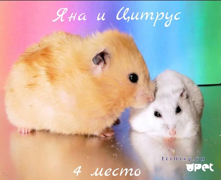 Два хомяка