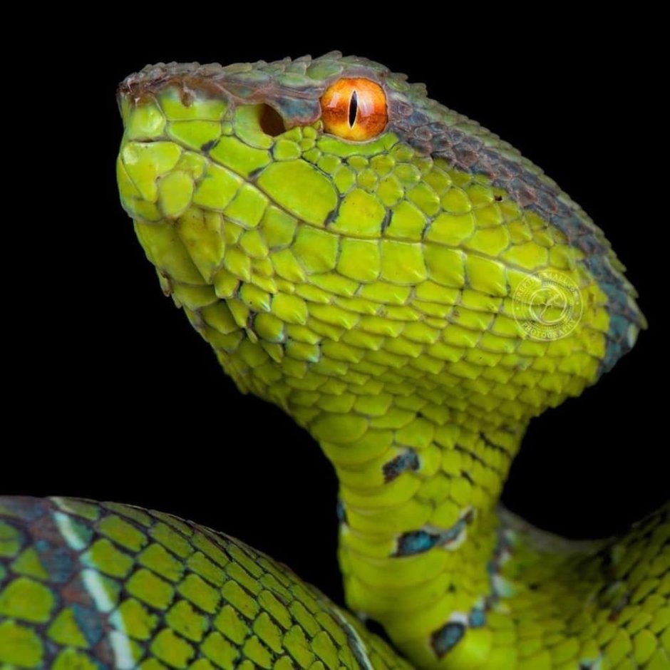 Philippine Pit Viper