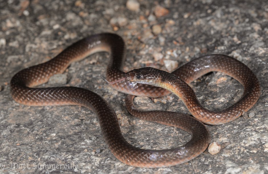1993 Pit Vipers