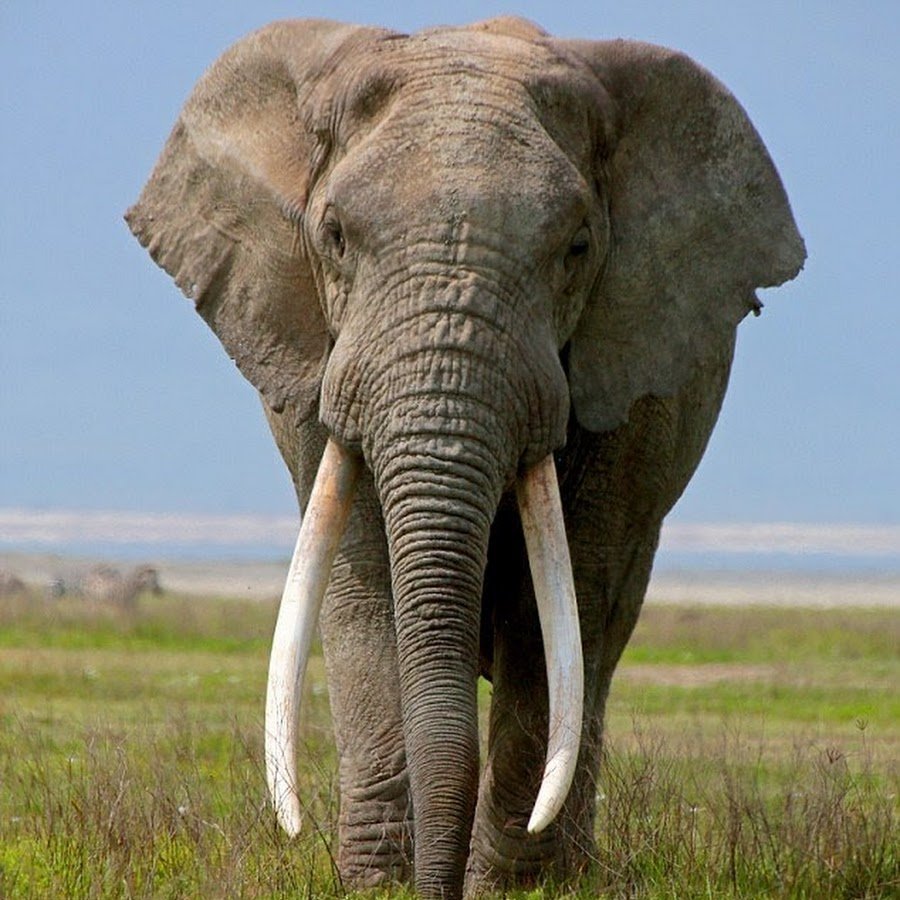 Африканский слон