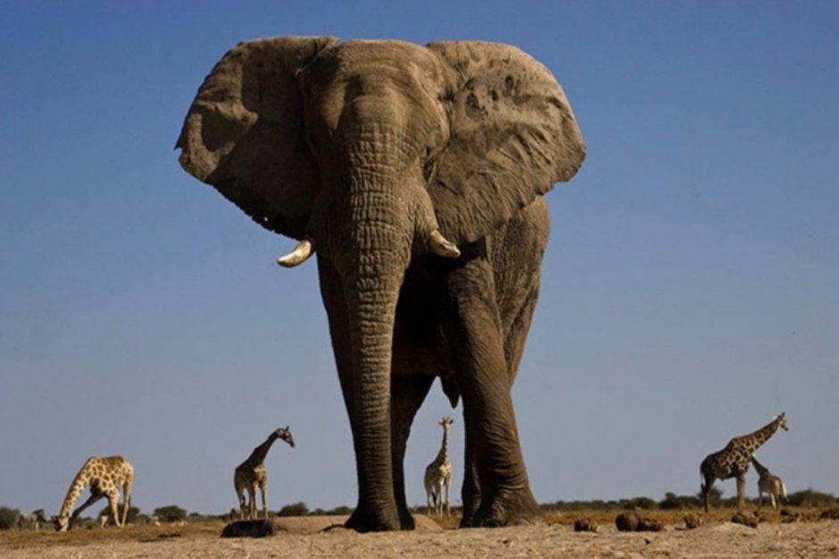 Самый большой слон в мире