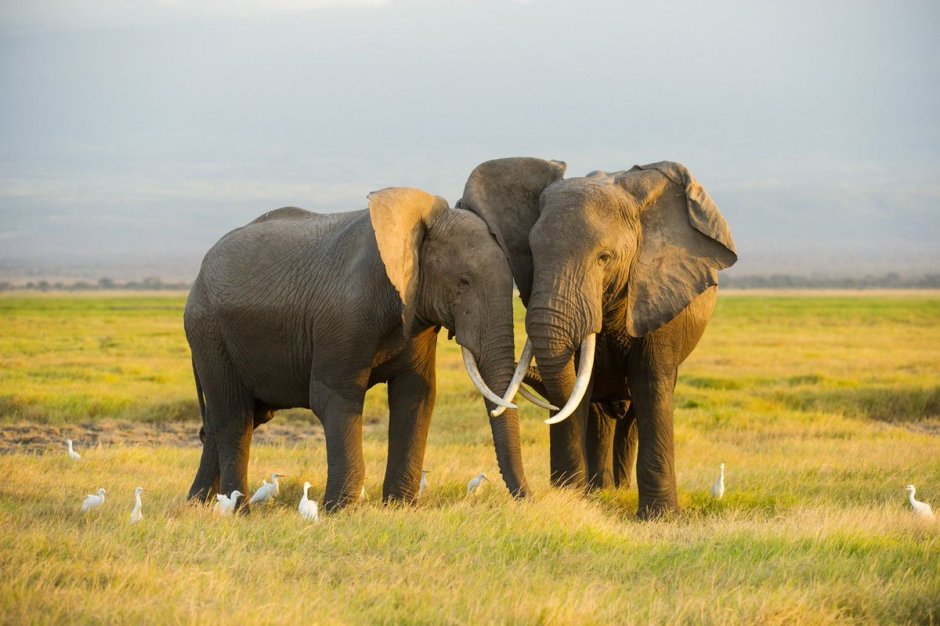 Вереница слонов