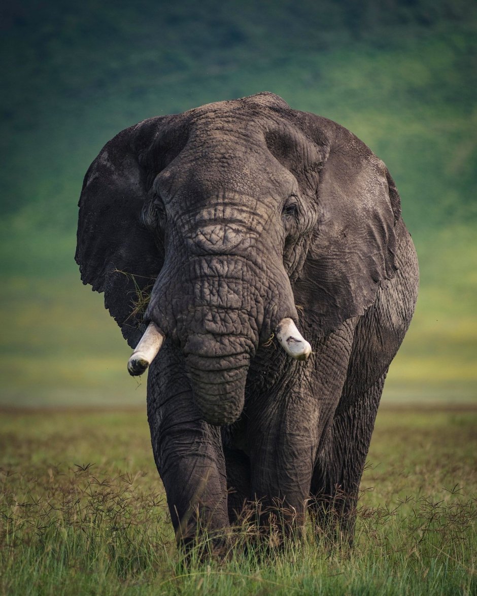 Large African bull Elephants