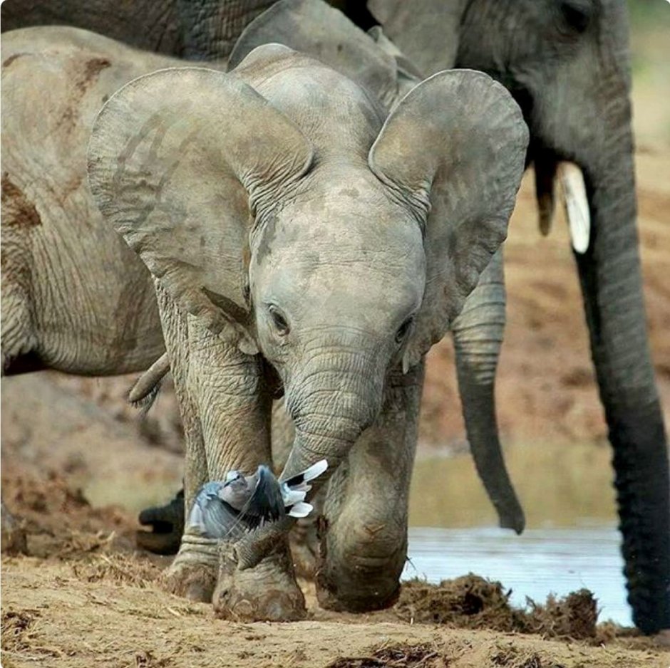 Розовый слон животное