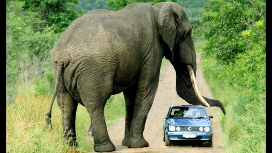 Самый большой слон