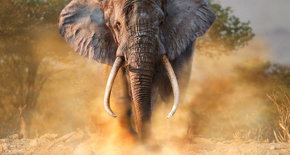 Слон Африканский профиль