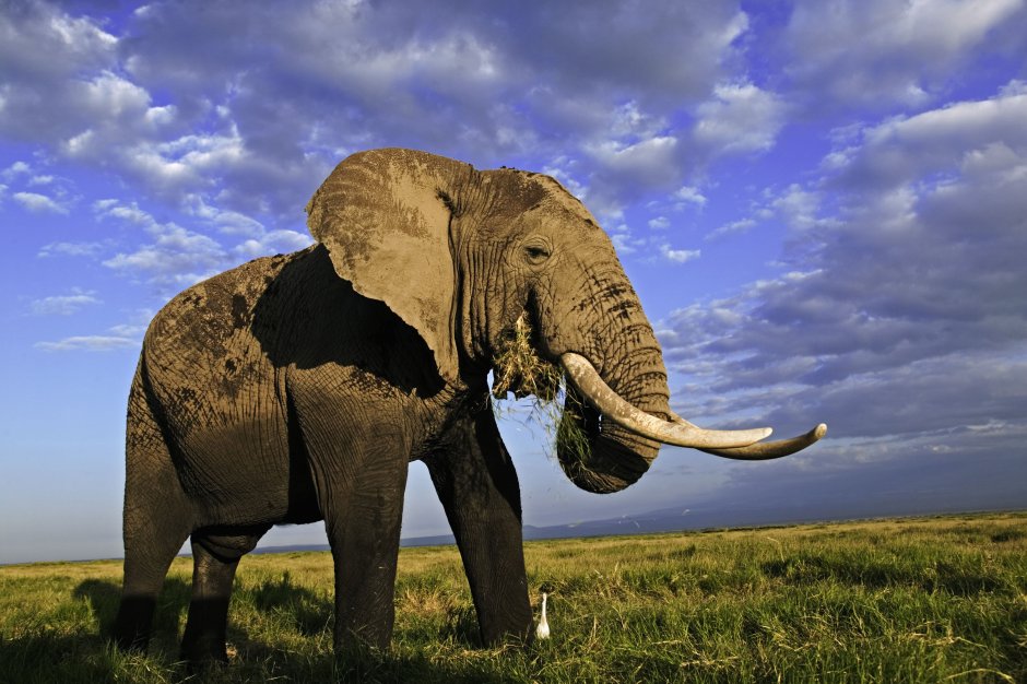 Медведь слон верблюд