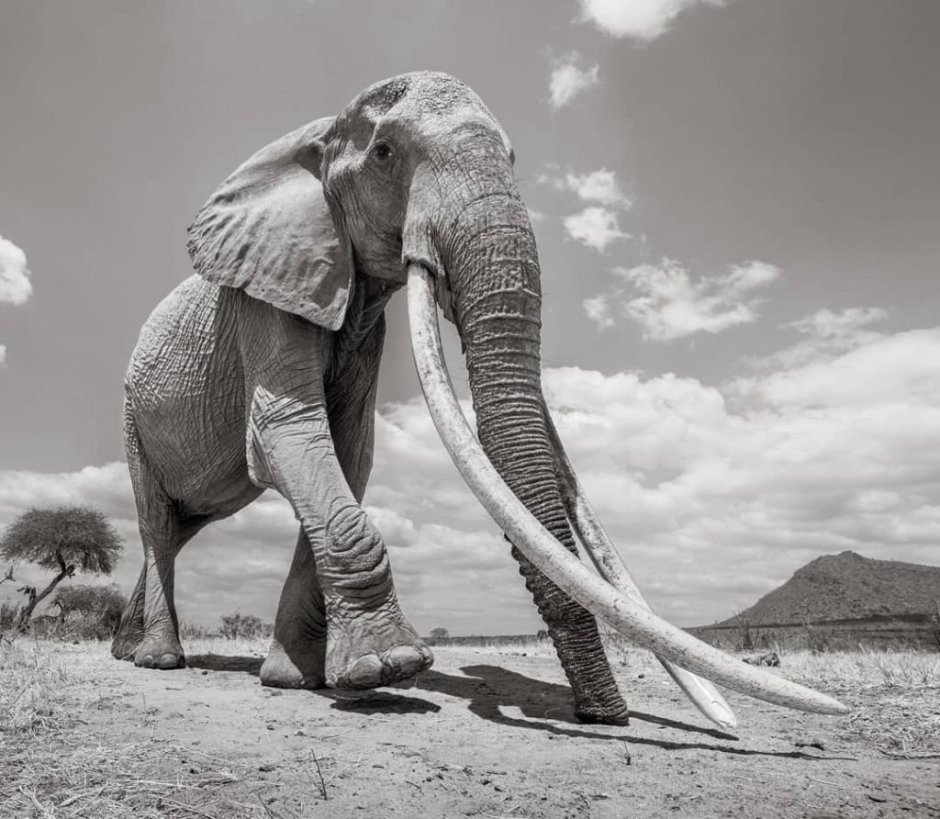 Африканский слон