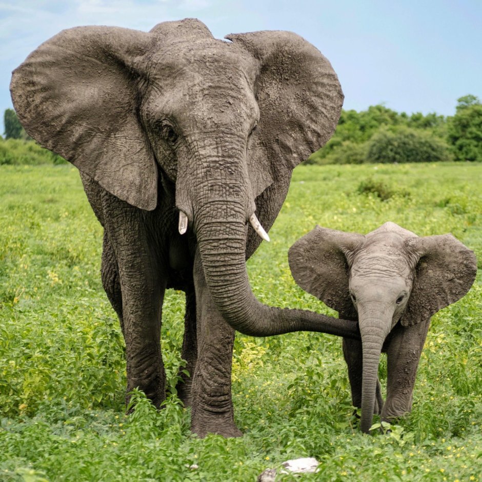 Слон в жизни Слонёнка