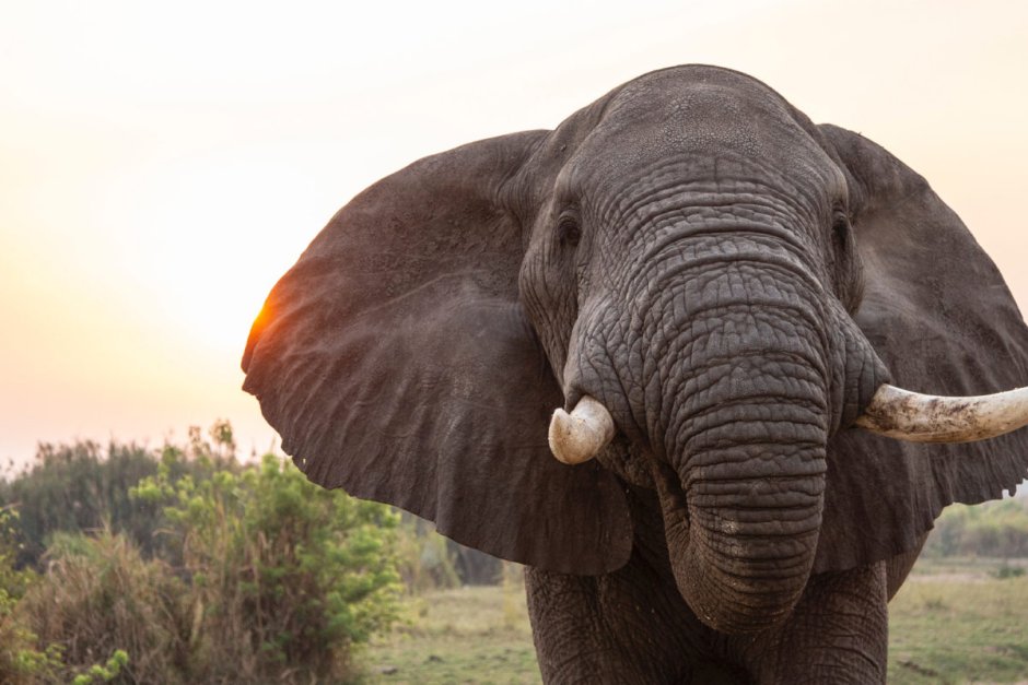 Самый большой слон в мире