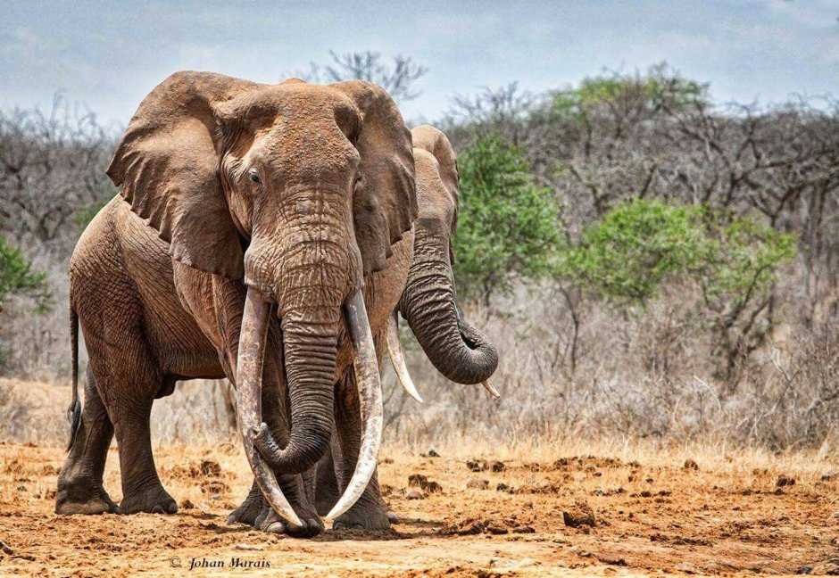 Большой Африканский слон
