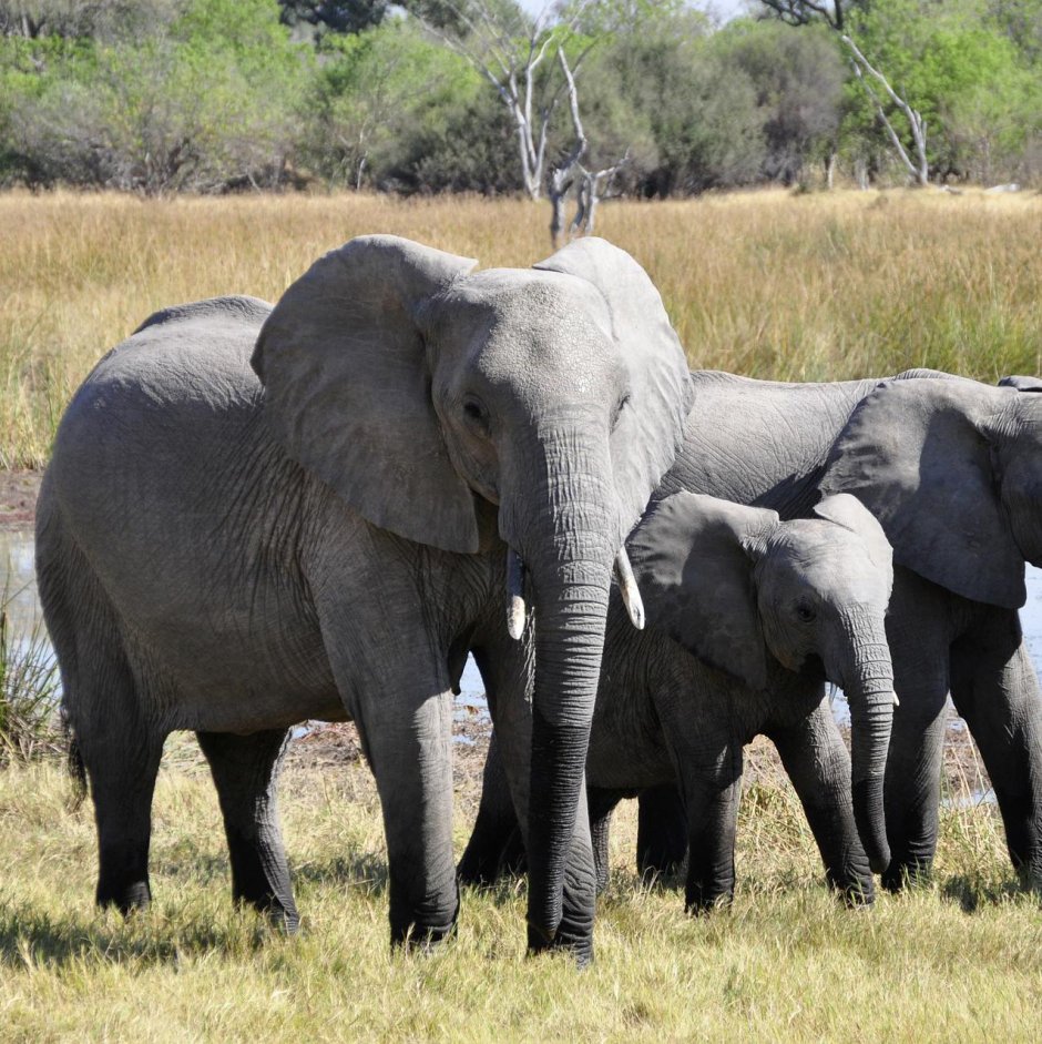 Азиатский слон весит 2700