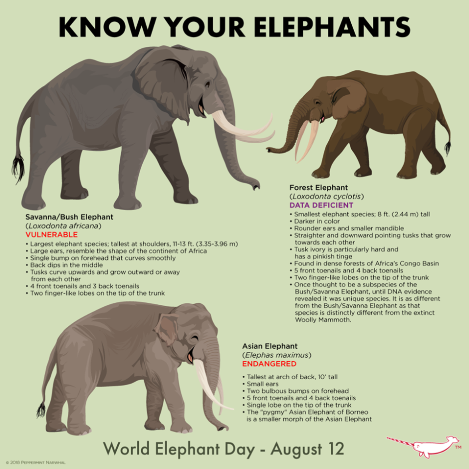 Отличие слонов индийского и африканского