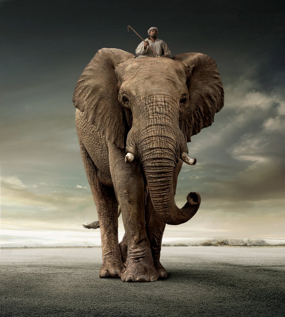 Слоны с поднятым хоботом