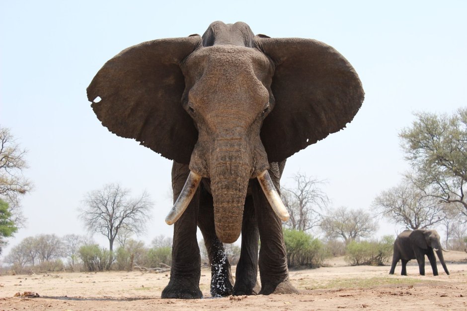 Слон из Африки