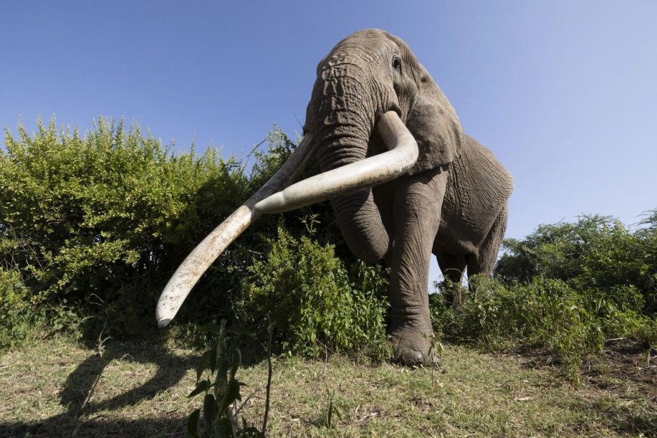 Бивни у слона печать