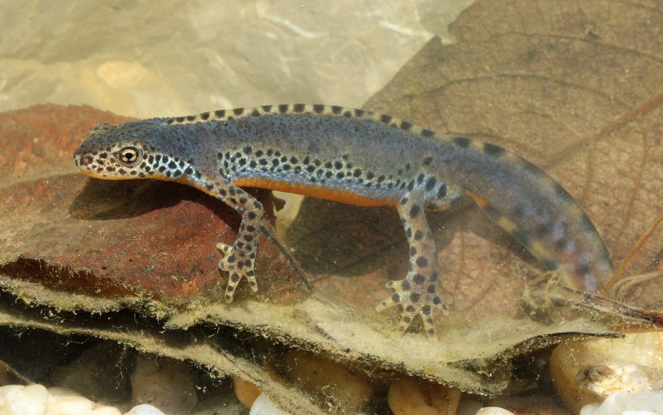 Тритон Карелина (Triturus karelinii)