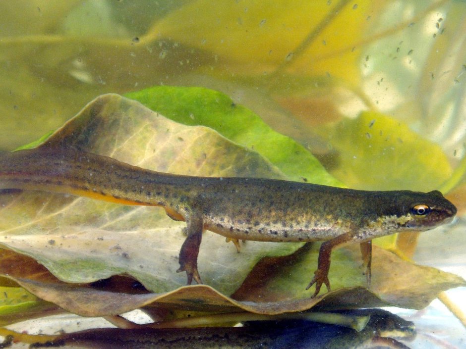 Обыкновенный Тритон (Triturus vulgaris)