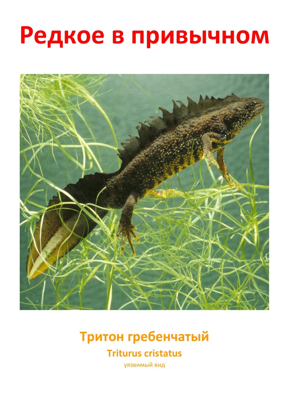 Гребенчатый Тритон красная книга
