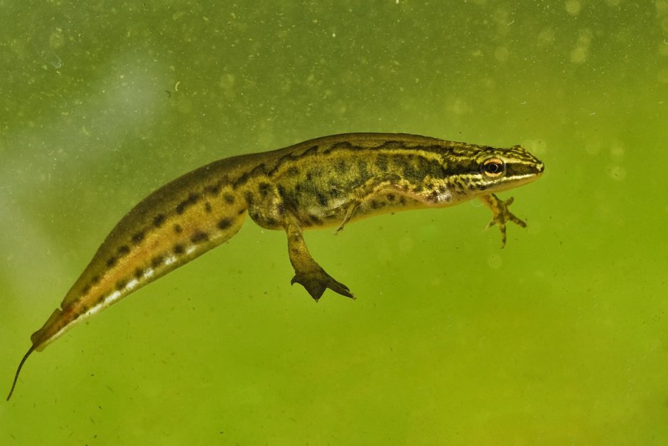 Тритон (Lissotriton vulgaris)