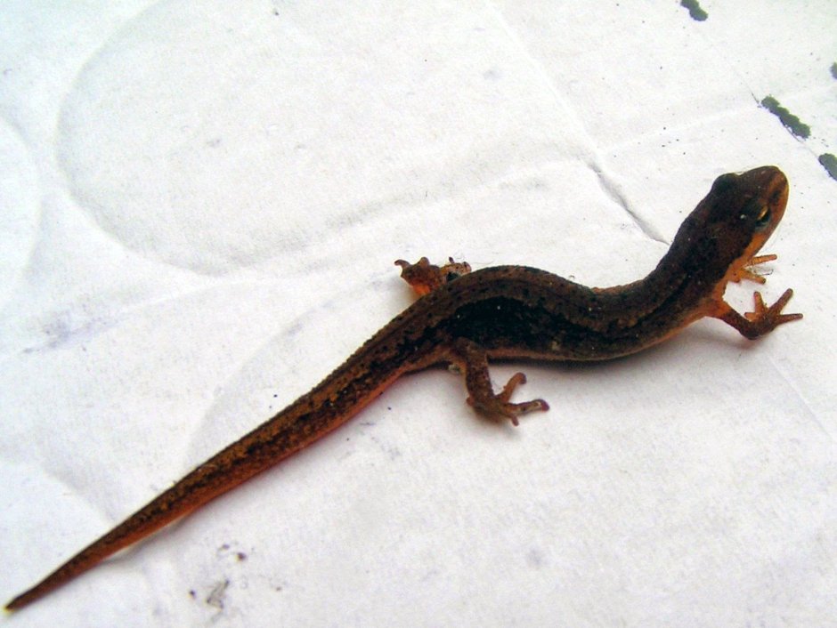 Обыкновенный Тритон Lissotriton vulgaris