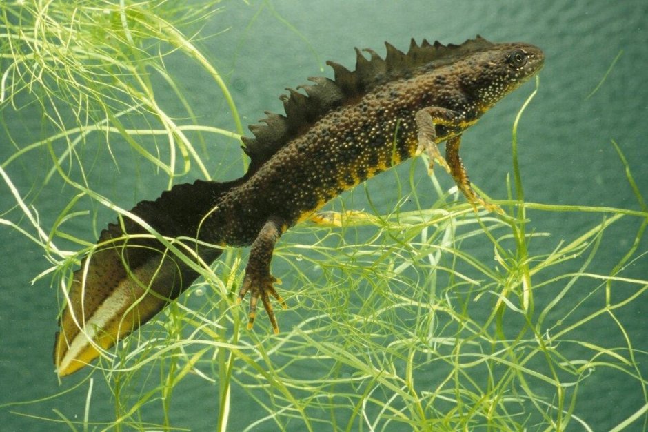 Triturus cristatus гребенчатый Тритон