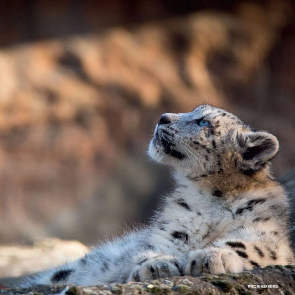 Международный день снежного Барса (International Snow Leopard Day)