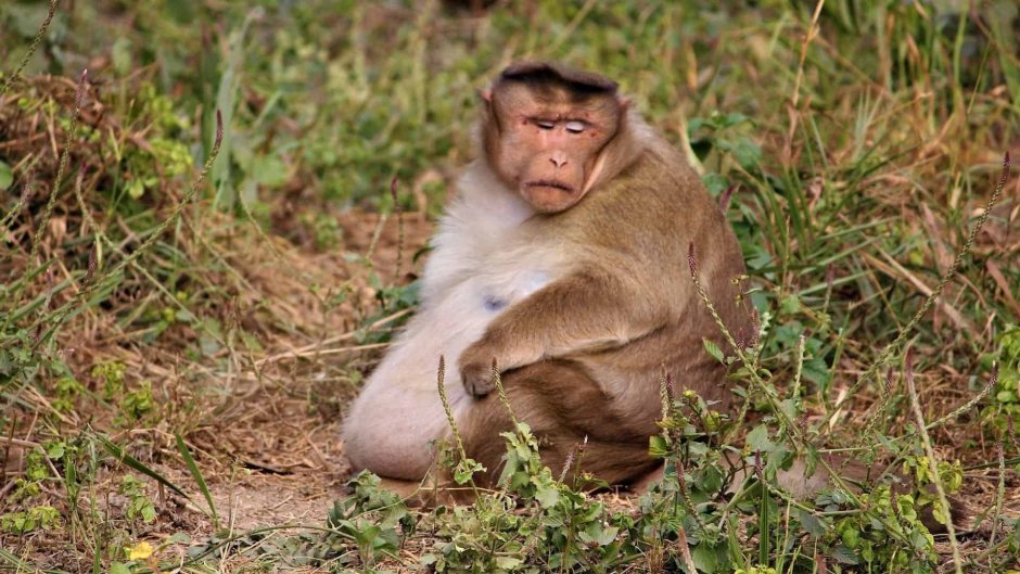 Животные с жировым запасом