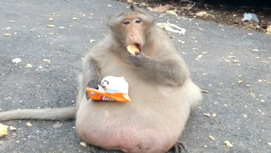 Толстый дядюшка обезьяна