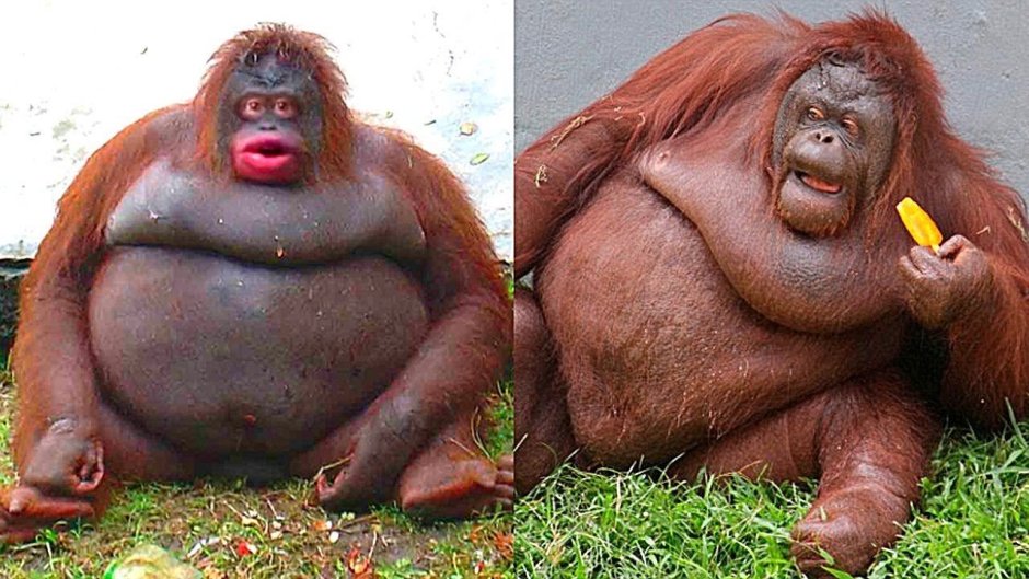 Толстое животное