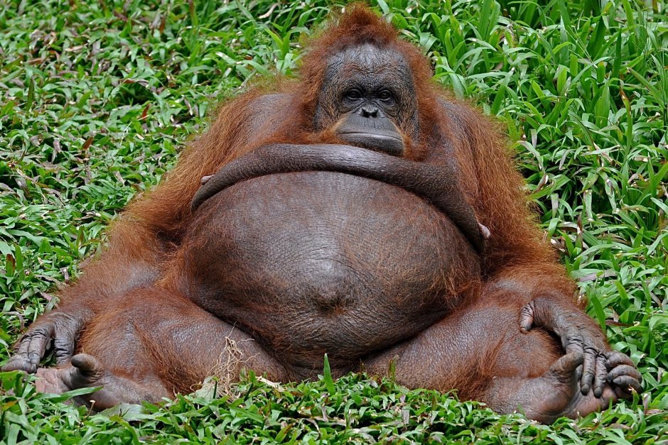 Толстое животное