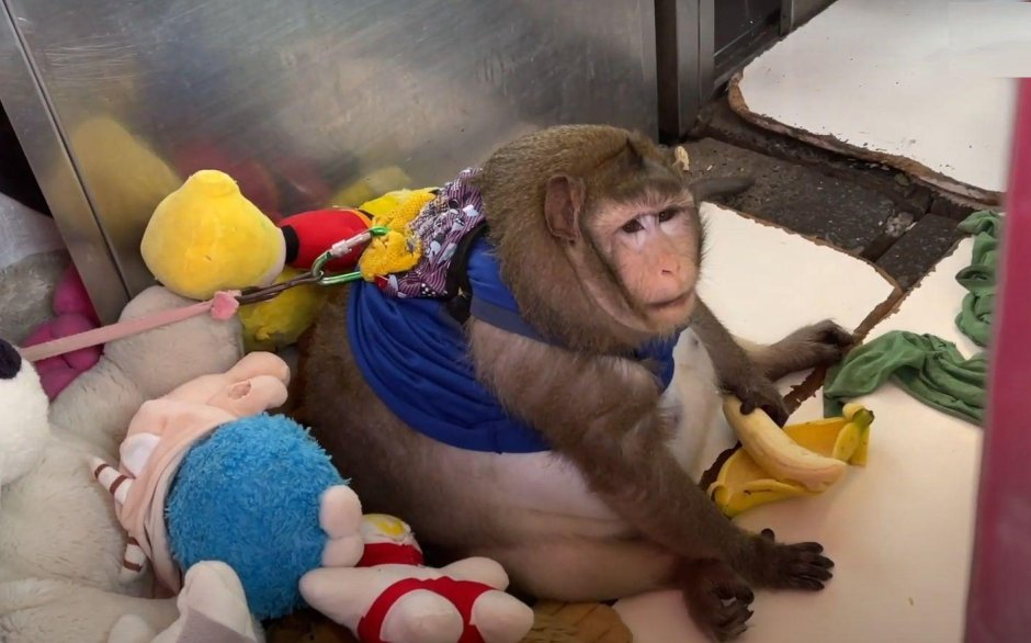 Толстенькая обезьянка