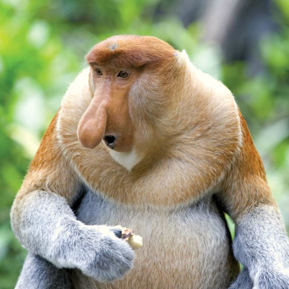 Носач орангутанг