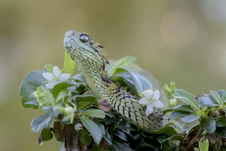 Кустарниковая гадюка (Atheris